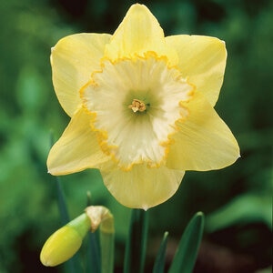 Narcissus Bulb Large Cup St Patricks Day Daffodil
