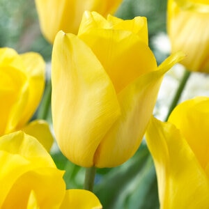 Tulipa Bulb Triumph Strong Gold Tulip