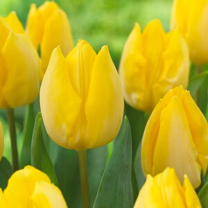 Tulipa Bulb Single Early Sunny Prince Tulip