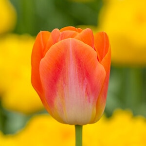 Tulipa Bulb Triumph Sunrise Dynasty Tulip