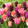 Tulipa Bulb Portfolio Supernova Mixture Tulip