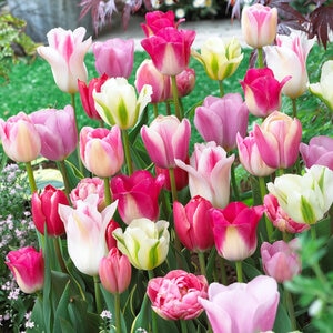 Tulipa Bulb All Season Sweet Pink Mixture Tulip