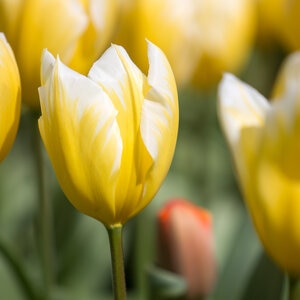 Tulipa Bulb Fosteriana Emperor Sweetheart Tulip