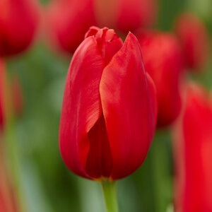 Tulipa Bulb Single Late Teddy Kollek Tulip