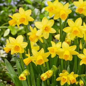 Narcissus Bulb Miniature Tete A Tete Rockgarden Daffodil