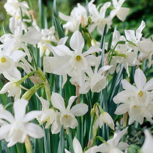 Narcissus Bulb Miniature Thalia Rockgarden Daffodil