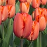 Tulipa Bulb Darwin Hybrid Triple A Tulip