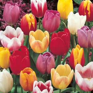 Tulipa Bulb Triumph Mixture Tulip