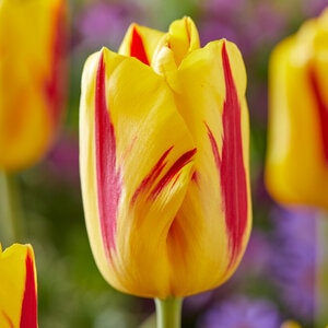 Tulipa Bulb Triumph Washington Tulip
