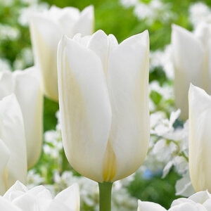 Tulipa Bulb Darwin Hybrid Wedding Dress Tulip