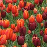 Tulipa Bulb Southern Comfort Mixture Tulip