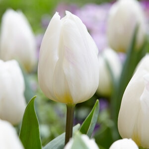 Tulipa Bulb Triumph White Flag Tulip