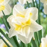 Narcissus Bulb Double White Lion Daffodil
