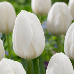 Tulipa Bulb Single Early White Prince Tulip