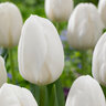 Tulipa Bulb Single Early White Prince Tulip