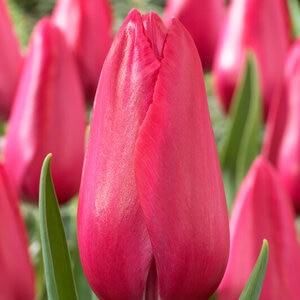 Tulipa Bulb Single Late Wilja Tulip