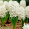Hyacinthus Bulb Orientalis White Pearl Hyacinth