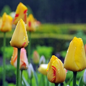 Tulipa Bulb Single Late World Expression Tulip