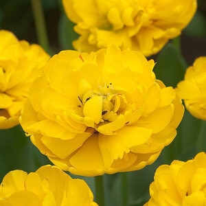 Tulipa Bulb Double Mid Yellow Pomponette Tulip