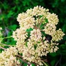 Angelica Archangelica Wild Celery