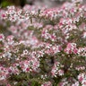 Symphyotrichum Lateriflorum Lady in Black Calico Aster
