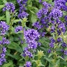 Campanula Glomerata Superba Clustered Bellflower