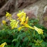 Pseudofumaria Lutea Yellow Corydalis