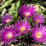 Delosperma Ashtonii Blut Ice Plant