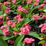 Euphorbia Milii Maxi Pink Cadillac Crown of Thorns