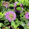 Monardella Villosa ssp. Franciscana Russian River Coyote Mint