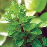 Origanum Majorana Sweet Marjoram