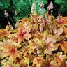 X Heucherella Brass Lantern Foamy Bells