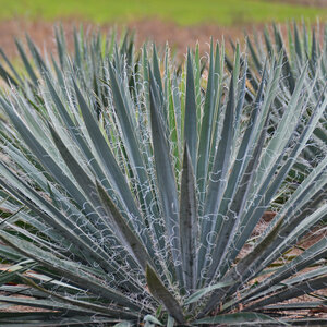 Yucca Filamentosa Excalibur Adams Needle