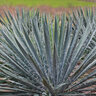 Yucca Filamentosa Excalibur Adams Needle
