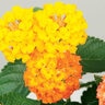 Lantana Camara Bandito Orange Sunrise Lantana