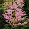 Astilbe X Younique Silvery Pink Astilbe