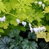 Dicentra Spectabilis White Gold Bleeding Heart