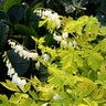 Dicentra Spectabilis White Gold Bleeding Heart