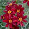 Coreopsis Verticillata Cruizin Main Street Tickseed