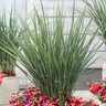 Dianella Revoluta Allyn-Citation Coolvista Flax Lily