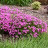 Phlox X Sprite Magenta Sprite Hybrid Spring Phlox