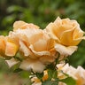 Rosa Grandiflora Honey Dijon Rose