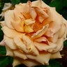 Rosa Grandiflora Honey Dijon Rose