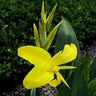 Canna Glauca Ra Longwood Water Canna Lily