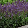 Salvia X Nemorosa Lyrical Silvertone Meadow Sage
