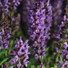 Salvia X Nemorosa Lyrical Silvertone Meadow Sage