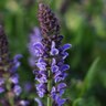 Salvia X Nemorosa Lyrical Silvertone Meadow Sage