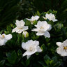 Gardenia Jasminoides Steady as She Goes Cape Jasmine