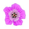 Geranium X Kelly-Anne Cranesbill