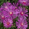 Delosperma Cooperi Early Bird Purple Ice Plant